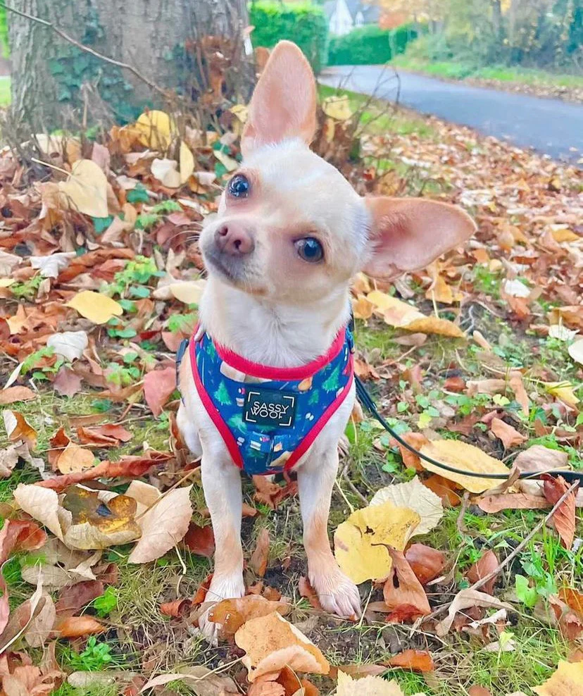 Puppy coloda Harness - Image 3