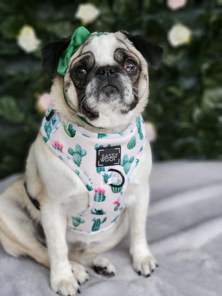 sass on point harness - Image 5