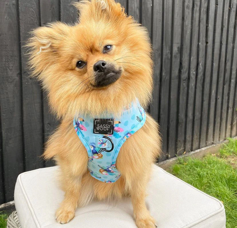 sass on point harness - Image 7