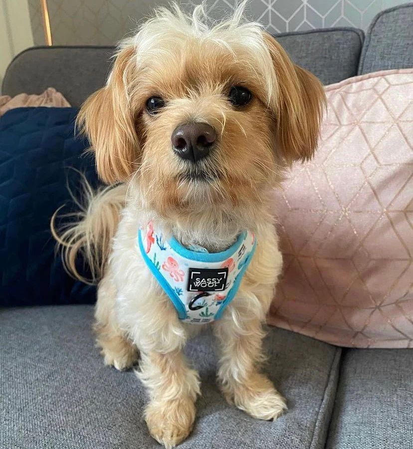 sass on point harness - Image 9