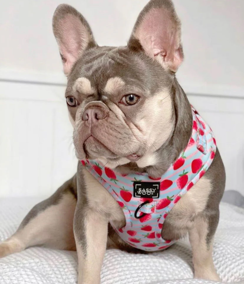 strawberry dream Harness - Image 3
