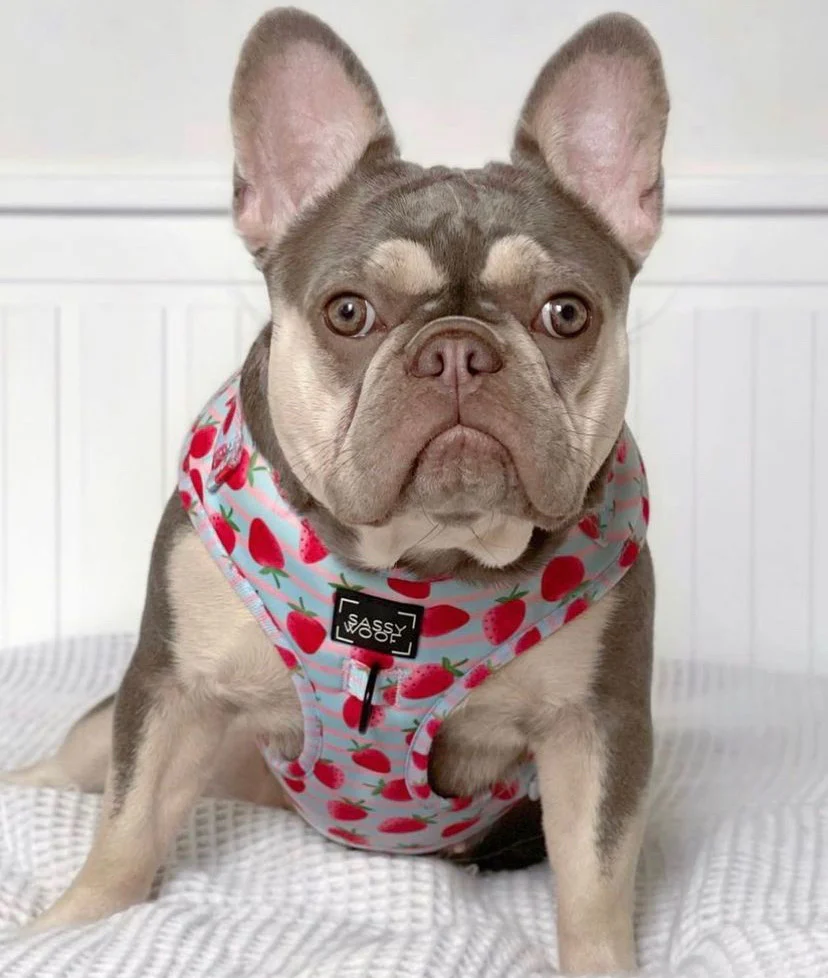 strawberry dream Harness - Image 4