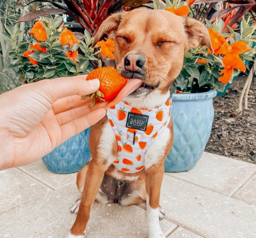 strawberry dream Harness - Image 5