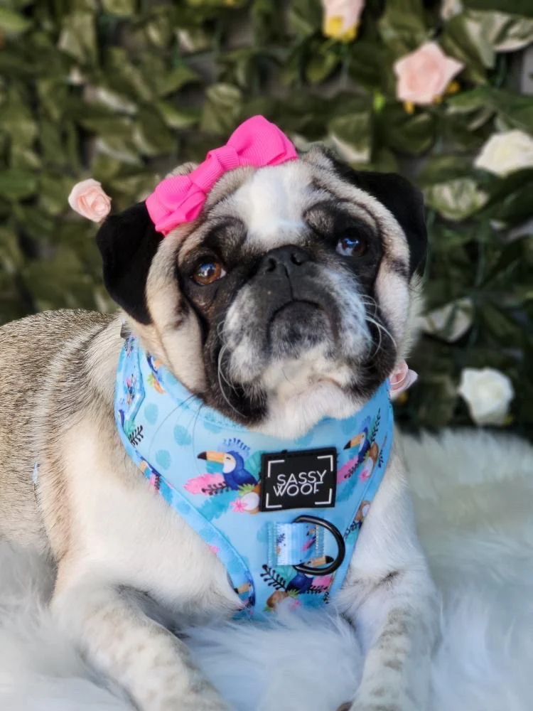 tropicana harness - Image 3