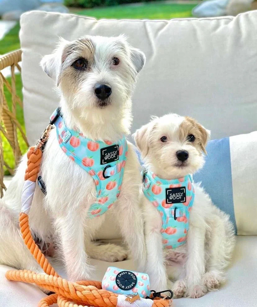 Woof scout Harness - Image 4